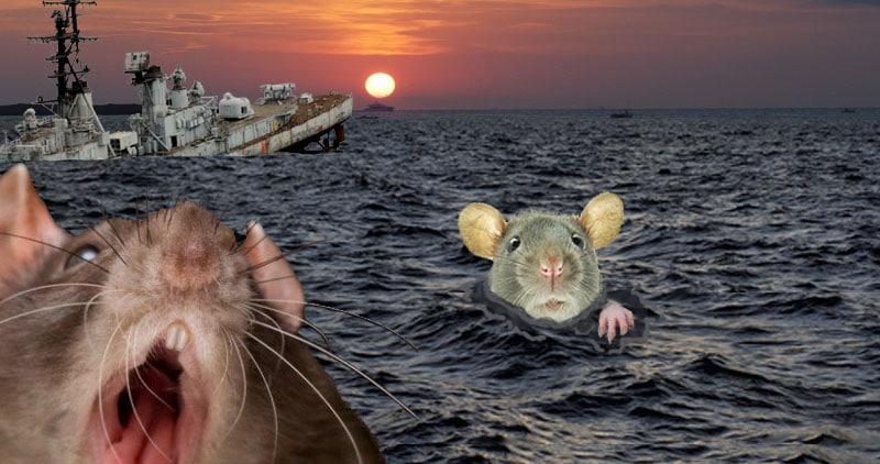 rat on a cruise ship